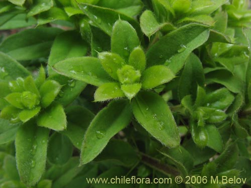 Image of Dasyphyllum diacanthoides (Trevo / Palo santo / Palo blanco / Tayu). Click to enlarge parts of image.